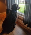 Rufus