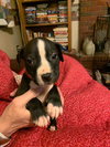 Amy