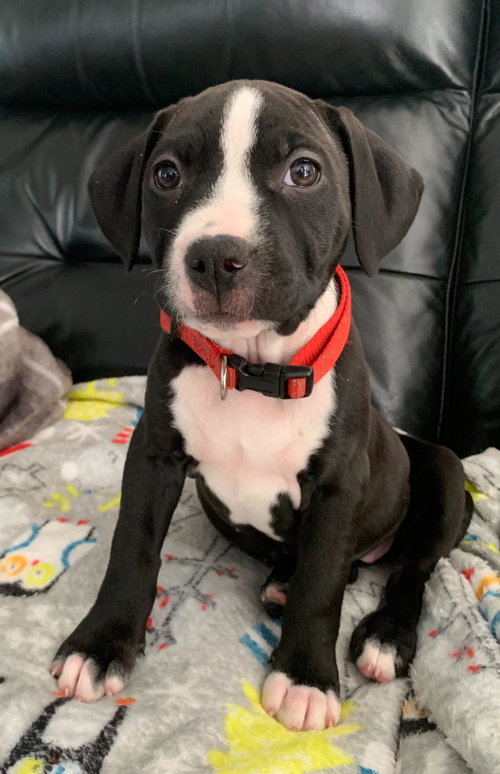 Amy