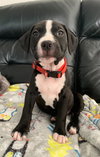 Amy