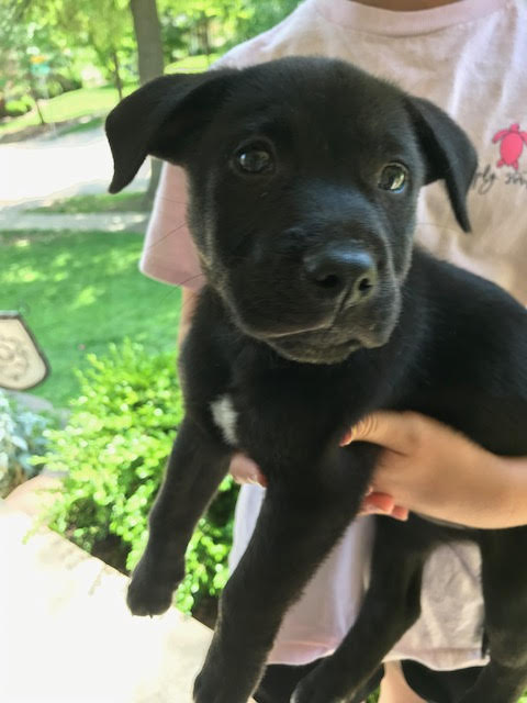 Archie