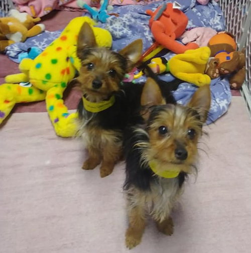 Beau & Bubs