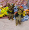 Beau & Bubs