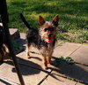 Beau & Bubs