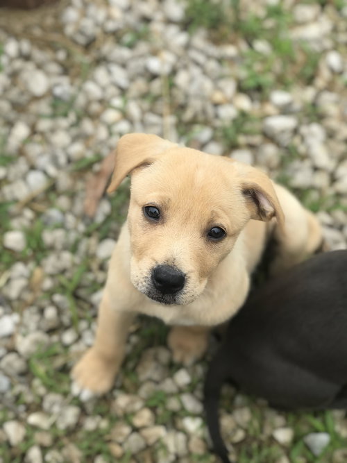 Baxter