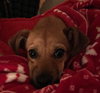 Shiloh