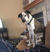 Georgie
