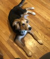Maxwell