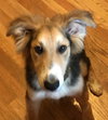 Maxwell