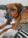 Flynn