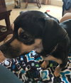 Bandit
