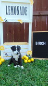 Birch