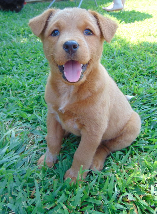 Maple