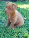 Maple