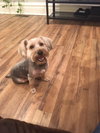 Milo
