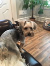 Milo