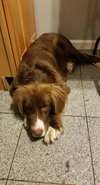 Jetta