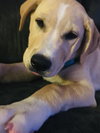 Chloe