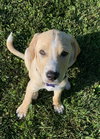Duke