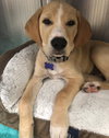 Duke