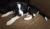Delaney