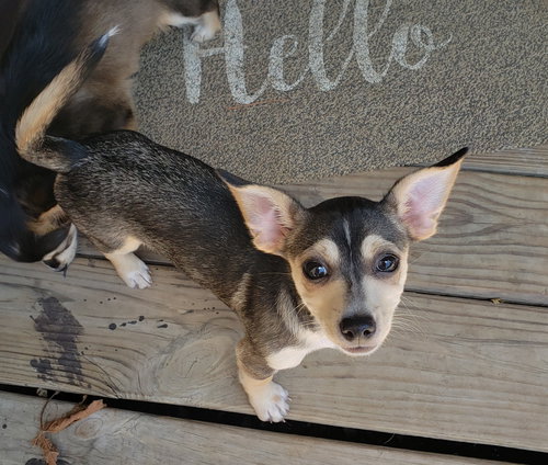 Pretty Girl