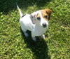 Millie