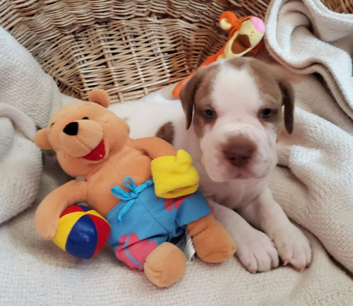 Archie