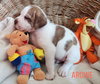 Archie