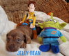 Jelly Bean