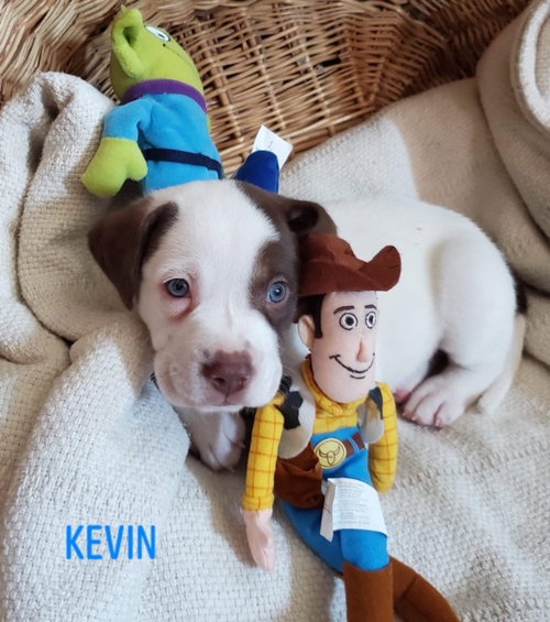 Kevin