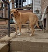 Scout