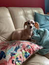 Cinnamon
