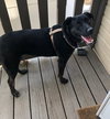 Roo