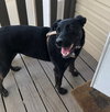 Roo