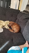 Tigger