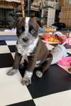 Willow