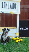 Willow