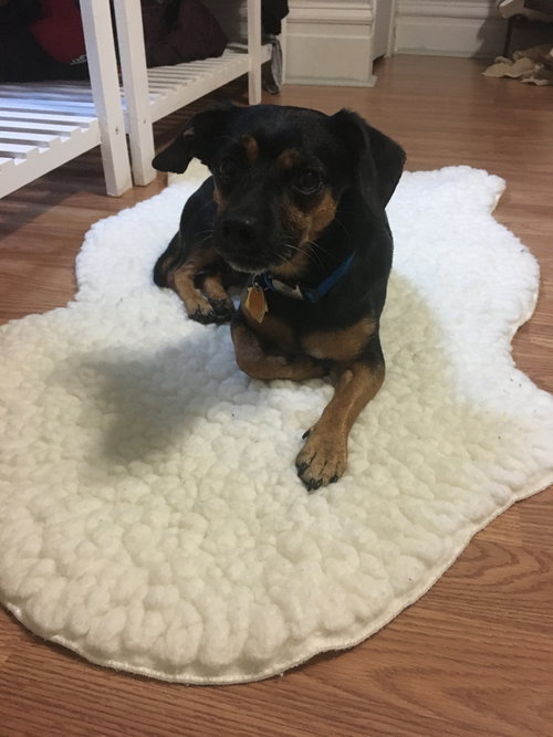 Taz