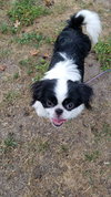 Kobi