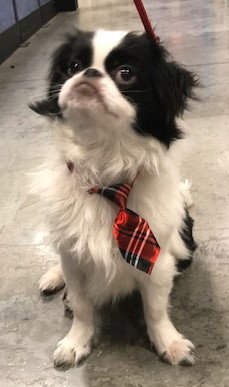 Kobi