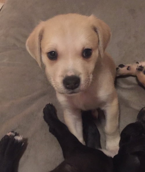 Rolo