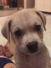 Rolo