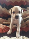 Rolo