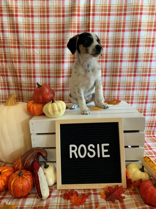 Rosie