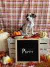 Poppy