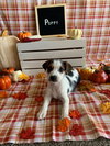 Poppy
