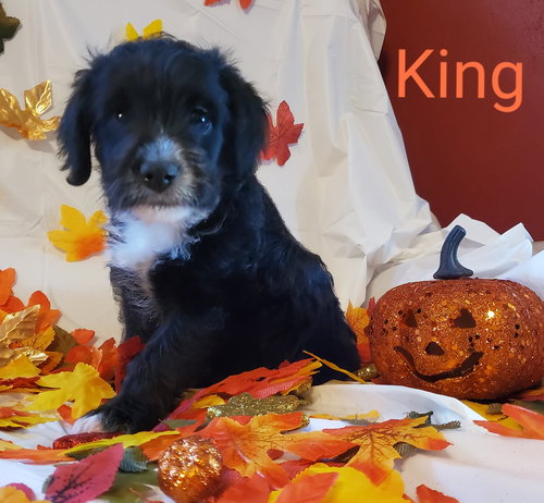 King