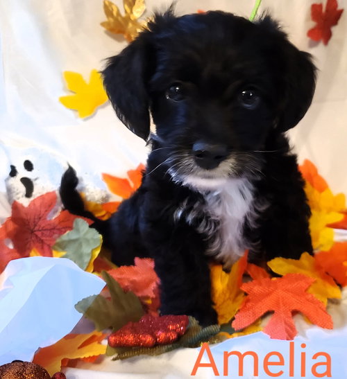 Amelia