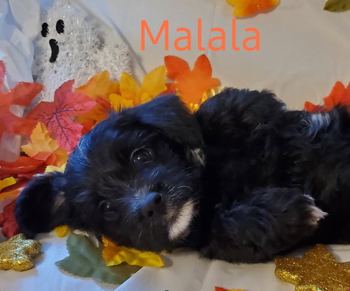Malala
